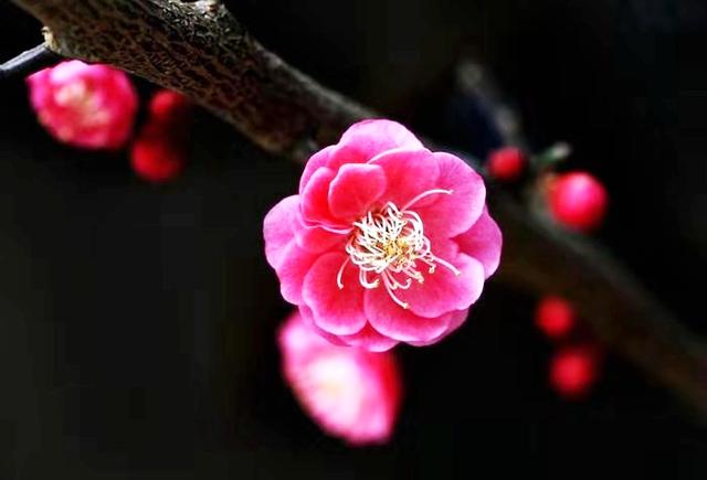 洛阳金村金龙寺景区春节文化游园会暨第六届梅花节发布会召开(图22)
