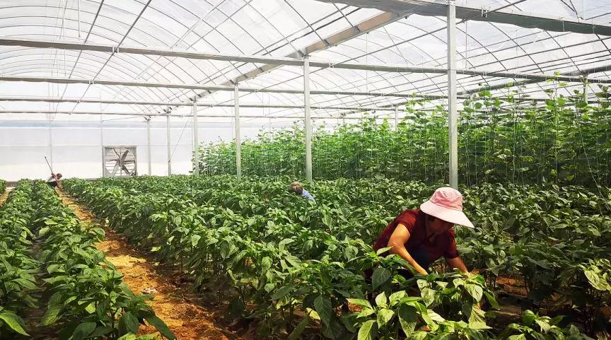 河南开封乡村振兴这一年（图4）
