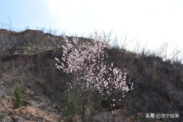 洛宁雷冰:探访狮山寨(图19)