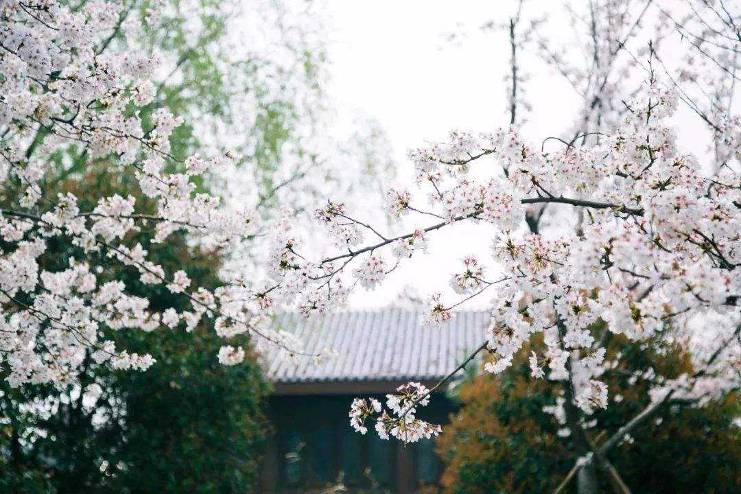 啊！那一抹抹冰晶圣洁的白色 文/齐天大圣 诵/竹林听雨（图3）