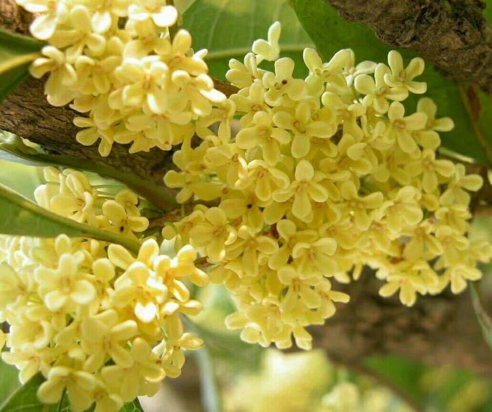 白景添: 三月桂花泡春茶(外四首)