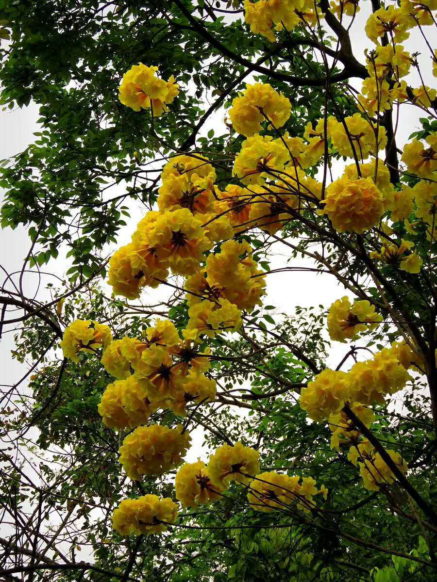 白景添: 三月桂花泡春茶(外四首)(图2)