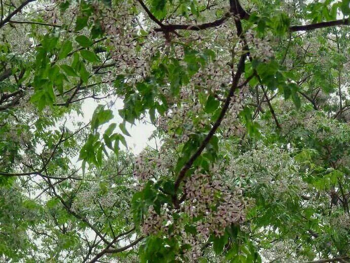 白景添: 三月桂花泡春茶(外四首)(图4)