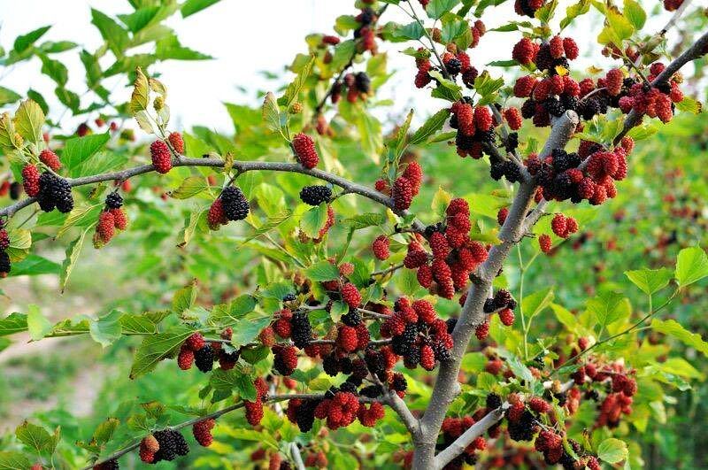 白景添: 三月桂花泡春茶(外四首)(图5)