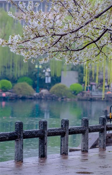 布建忠(小布丁):久违的相约,飘洒泪雨的春天 -----观赏济南五龙潭樱花(图3)