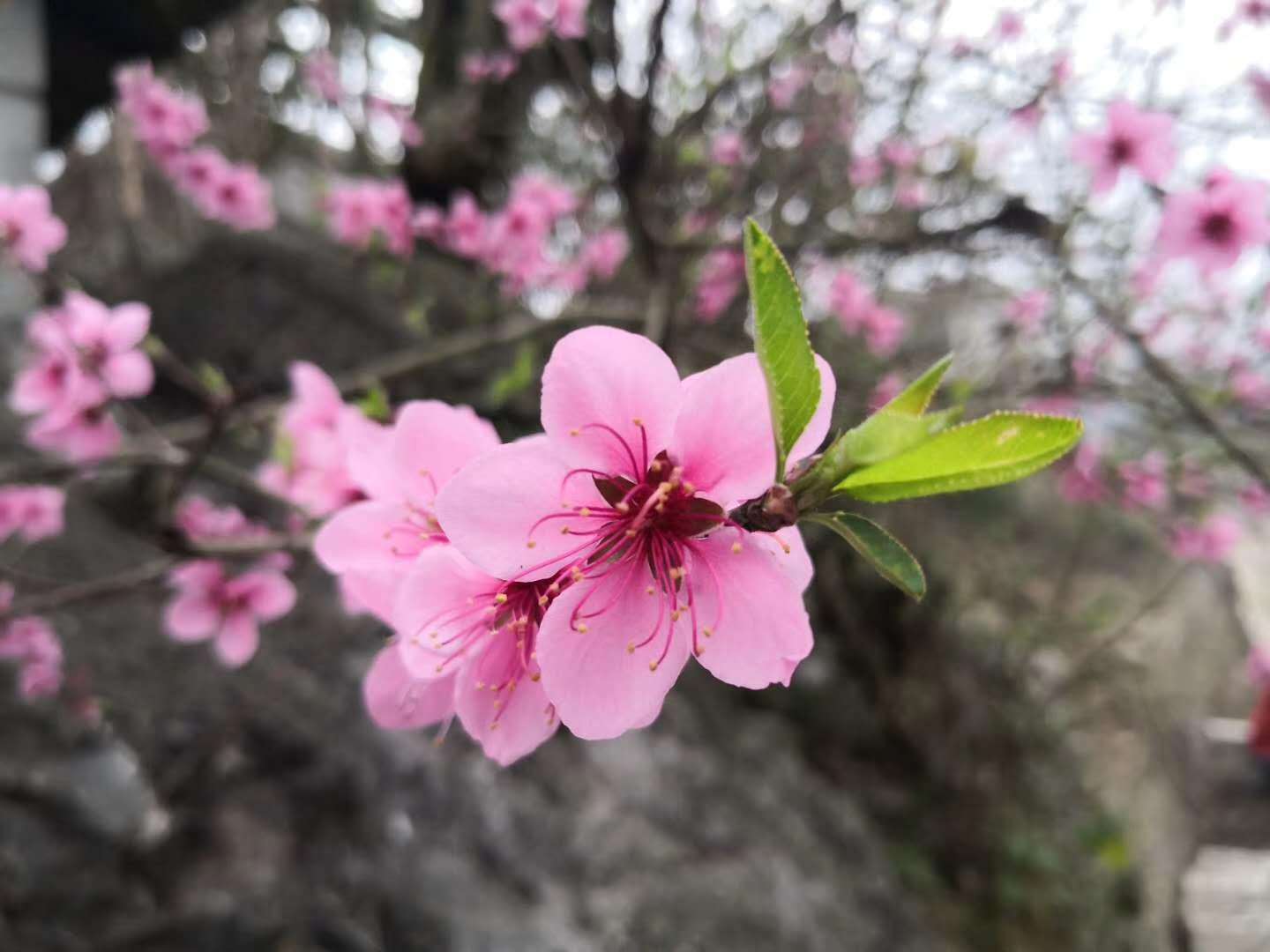 陈黔蓉：以花的姿态绽放​​​​​​​（图2）