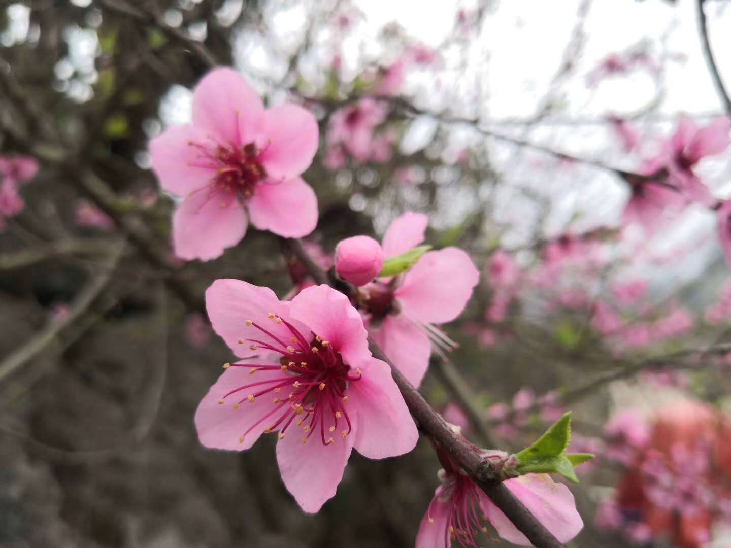 陈黔蓉：以花的姿态绽放​​​​​​​（图4）