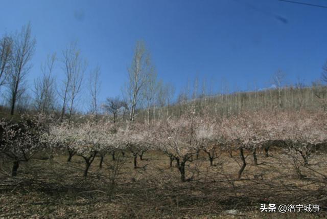 河南洛宁周流宗:杏林春暖良泉沟