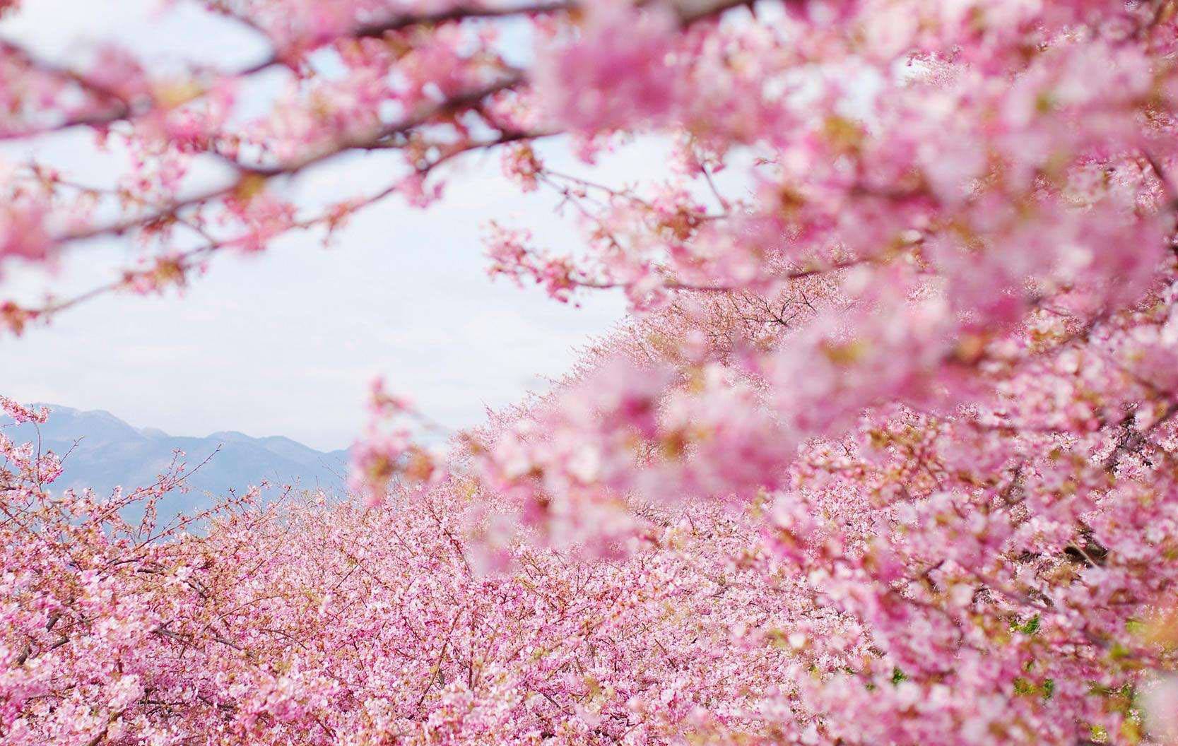 肖琼:樱花盛开的地方(图3)