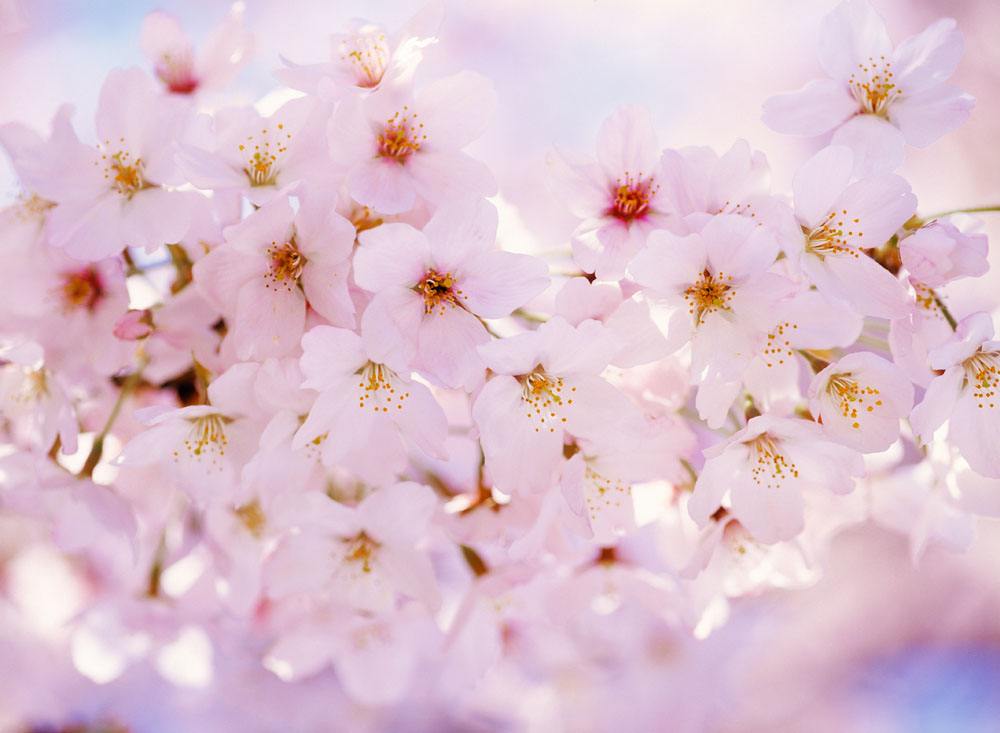 肖琼:樱花盛开的地方(图6)