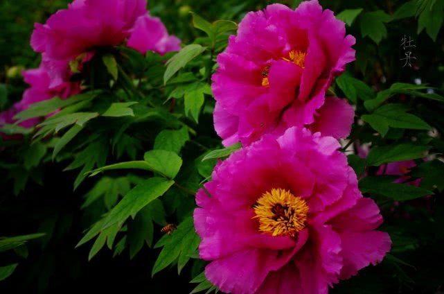 2020年菏泽牡丹花会举办时间及观赏时间(图4)