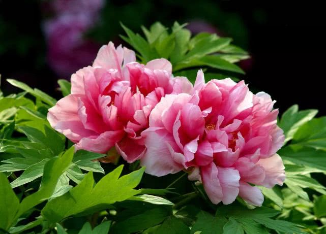 2020年菏泽牡丹花会举办时间及观赏时间(图6)