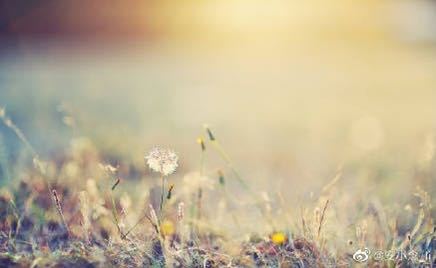 肖琼:清明雨上的花开花谢(图5)