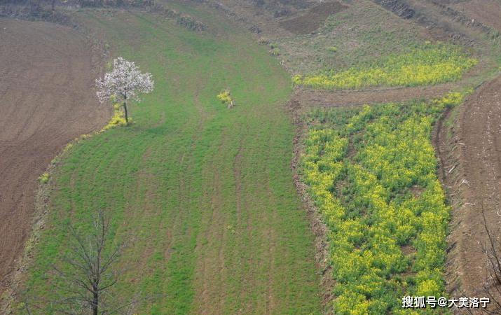 洛阳巴图:春暖花开洛宁行之一——油画田园,下峪印象(图16)