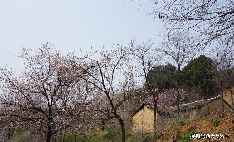 洛阳巴图:春暖花开洛宁行之一——油画田园,下峪印象(图70)