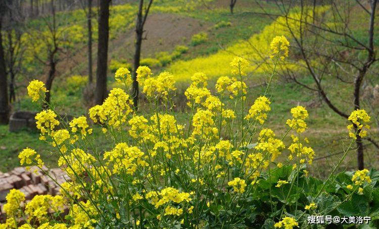 洛阳巴图:春暖花开洛宁行之一——油画田园,下峪印象(图72)