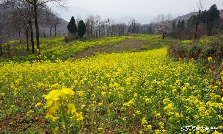 洛阳巴图:春暖花开洛宁行之一——油画田园,下峪印象(图73)