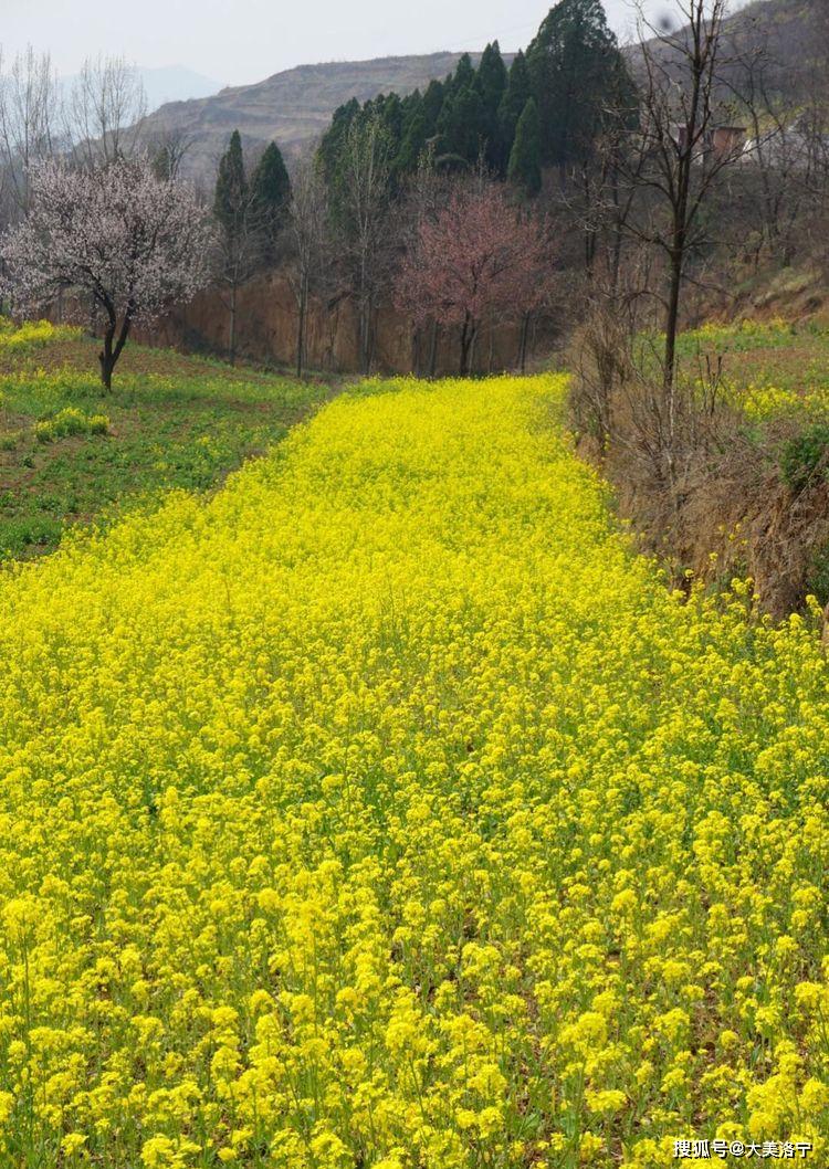 洛阳巴图:春暖花开洛宁行之一——油画田园,下峪印象(图74)