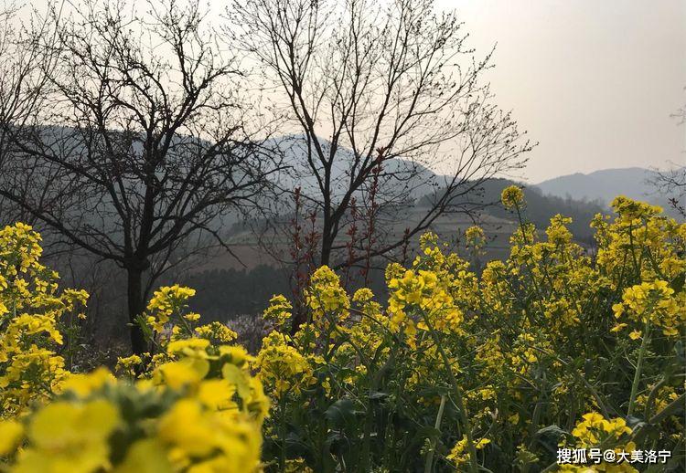 洛阳巴图:春暖花开洛宁行之二——春到爱和小镇(图15)