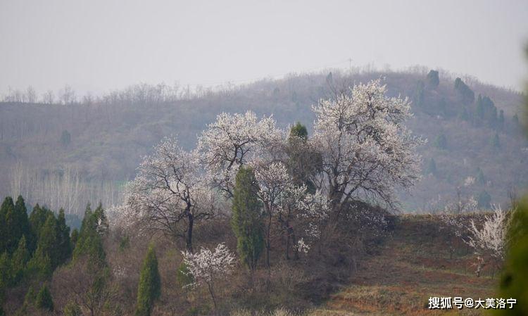 洛阳巴图:春暖花开洛宁行之二——春到爱和小镇(图36)