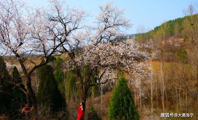 洛阳巴图:春暖花开洛宁行之二——春到爱和小镇(图91)
