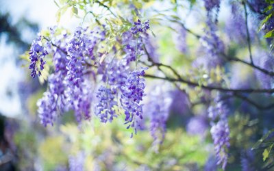 林梦堂：与紫藤花聊天