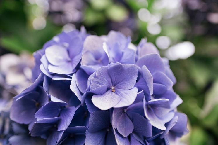 王蔚:花树争艳(图2)