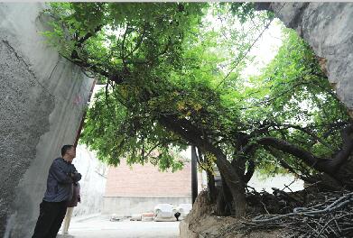 魏东建随笔:印象老济南
