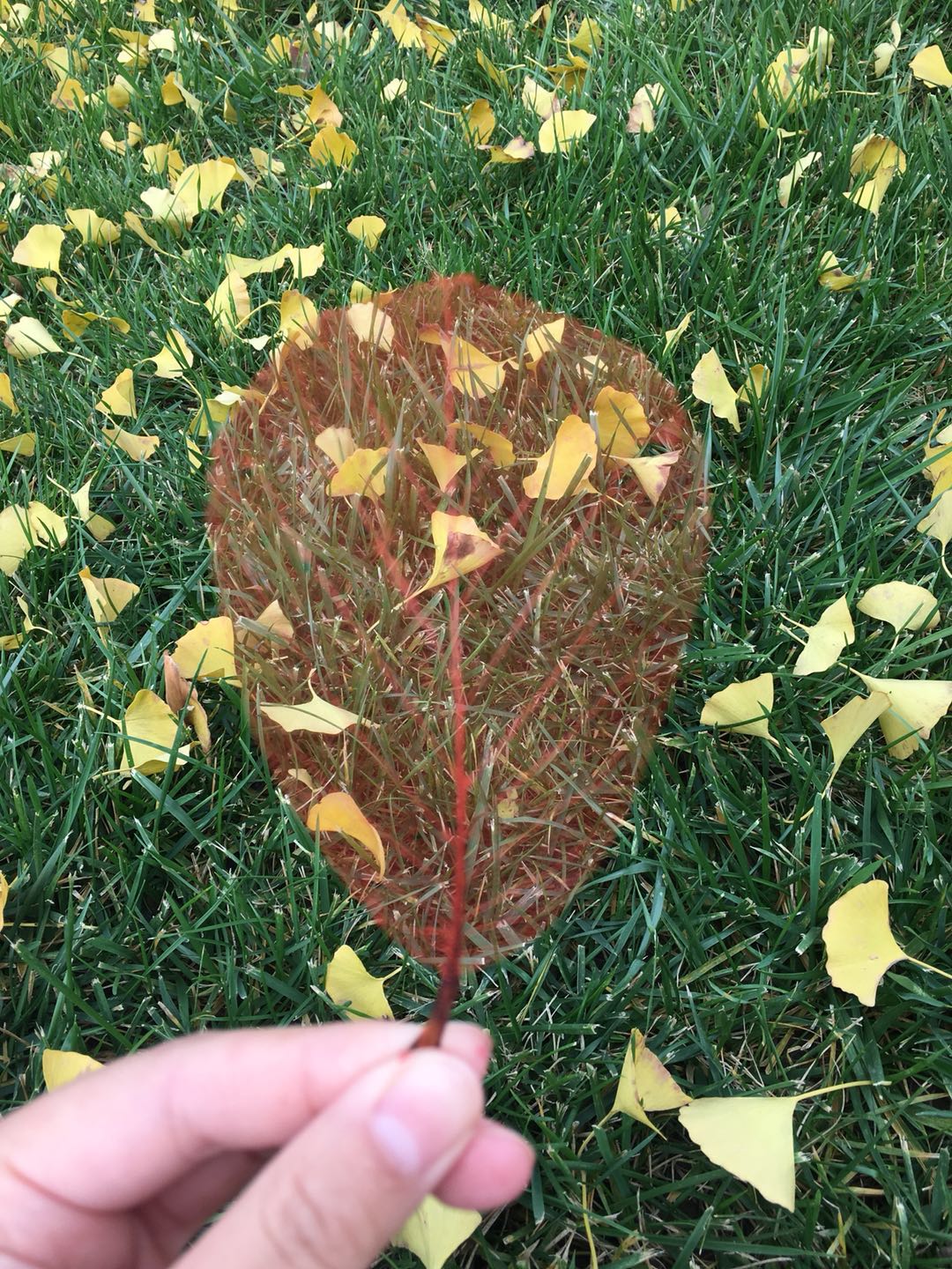 雨菡:蝴蝶忽然满枝头(外十一首)(图7)