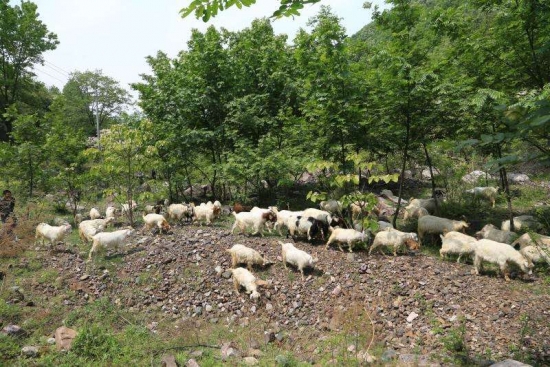 鲁山县 “贫困山村”嬗变“美好桃源”(图5)