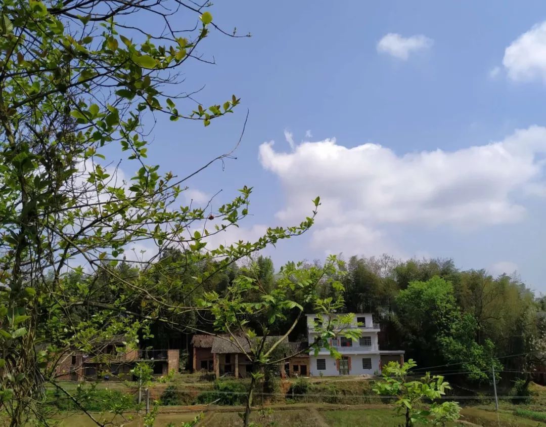 谷子丰:故乡白云意无穷 随风摇曳任西东