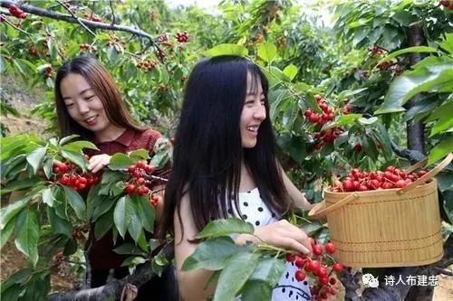 布建忠(小布丁):我在山坡,品味着樱桃的诱惑(图2)