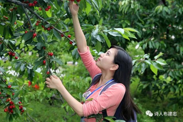 布建忠(小布丁):我在山坡,品味着樱桃的诱惑(图3)