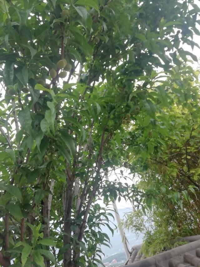 春游花海果乡