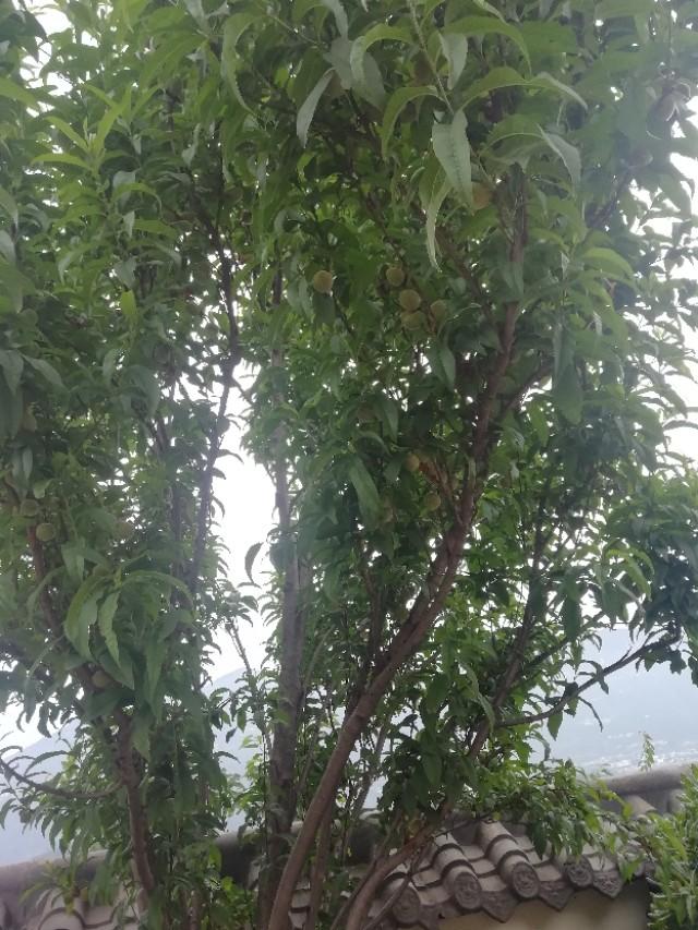 春游花海果乡