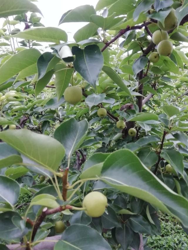 春游花海果乡