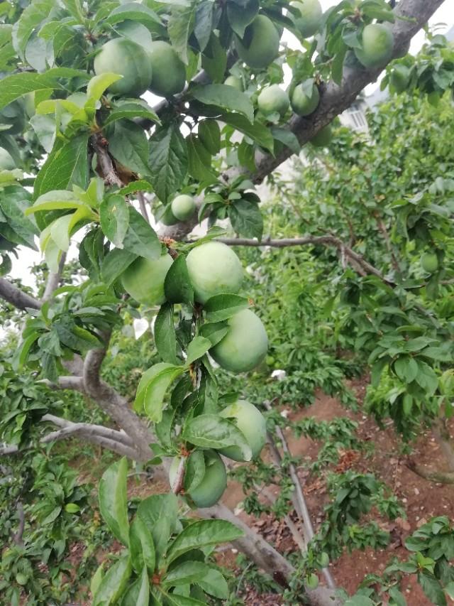 春游花海果乡
