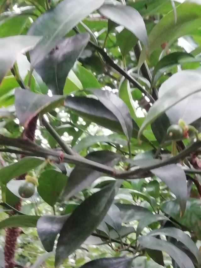 春游花海果乡