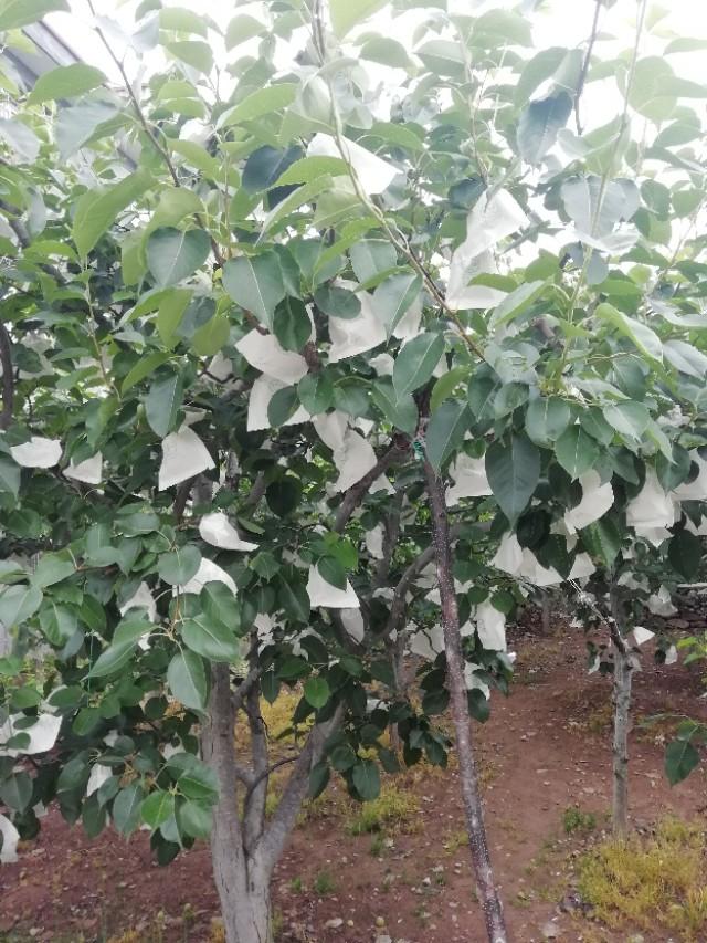 春游花海果乡