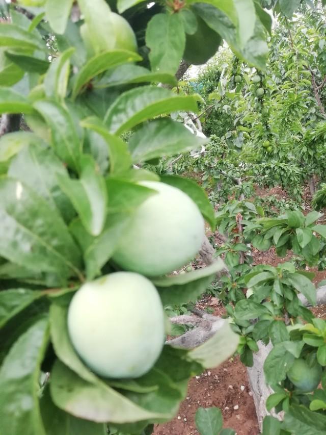 春游花海果乡