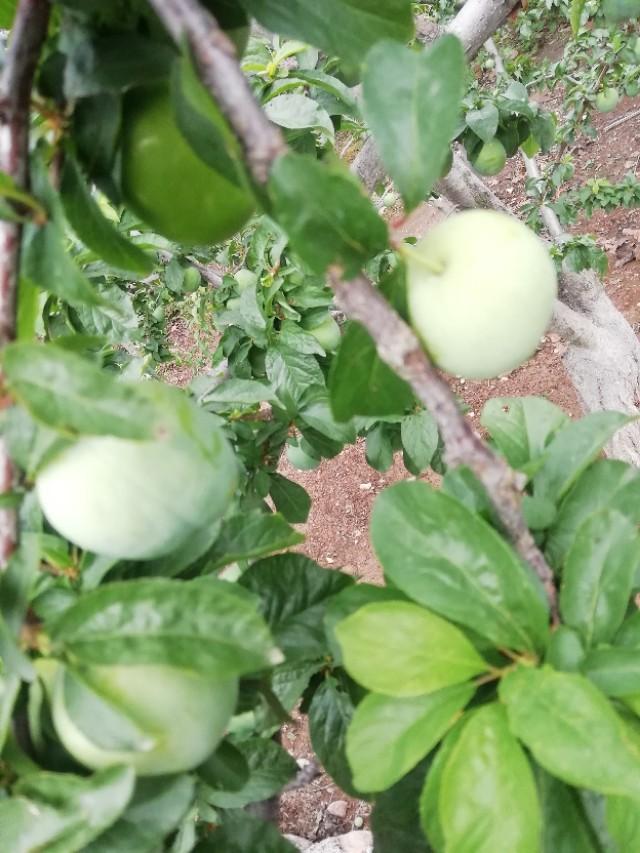 春游花海果乡