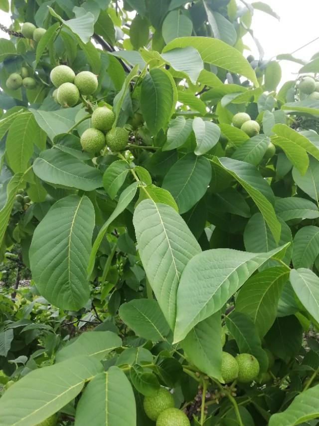 春游花海果乡