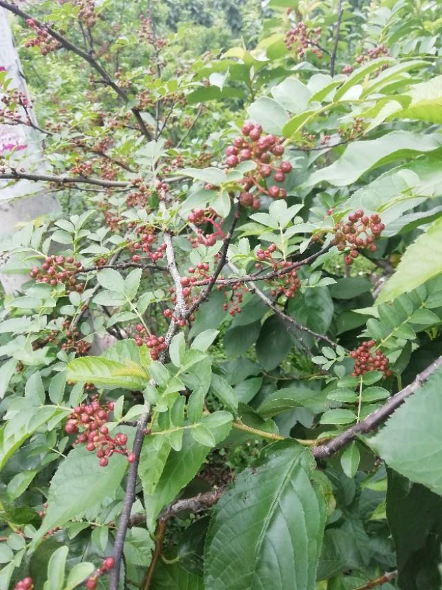 春游花海果乡