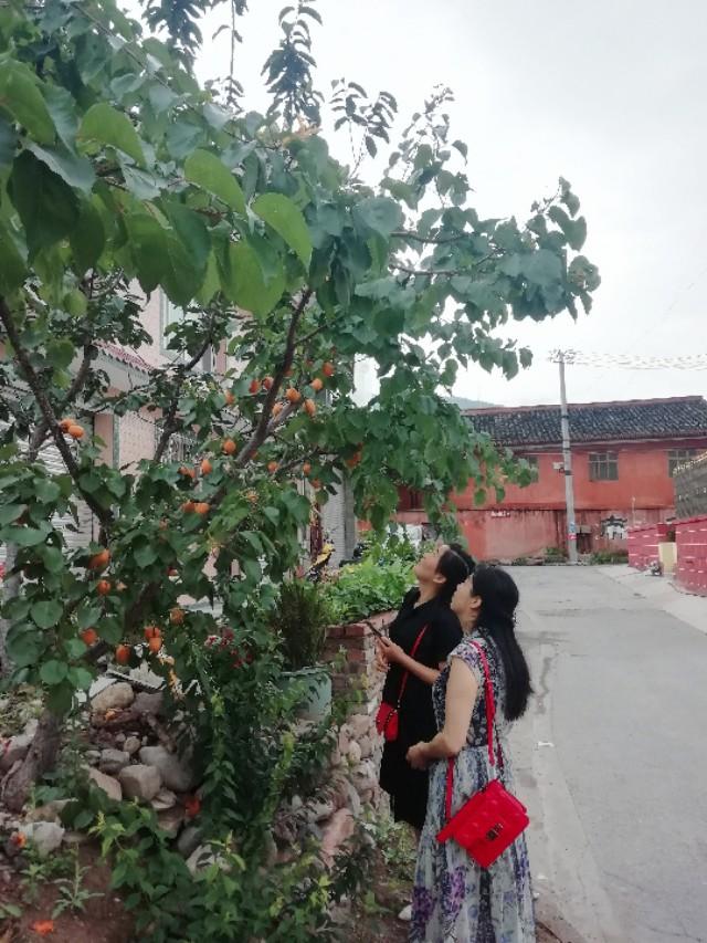 春游花海果乡