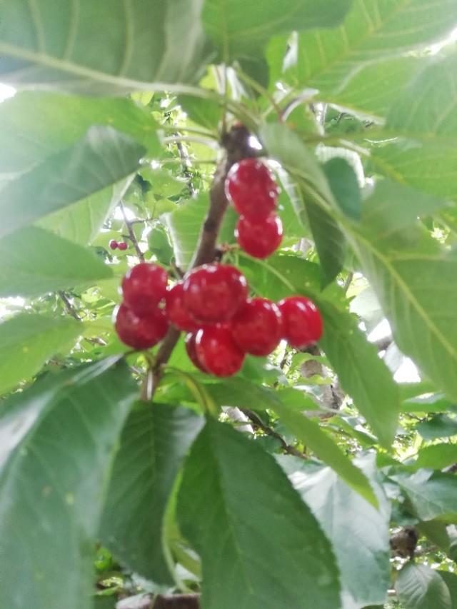 春游花海果乡