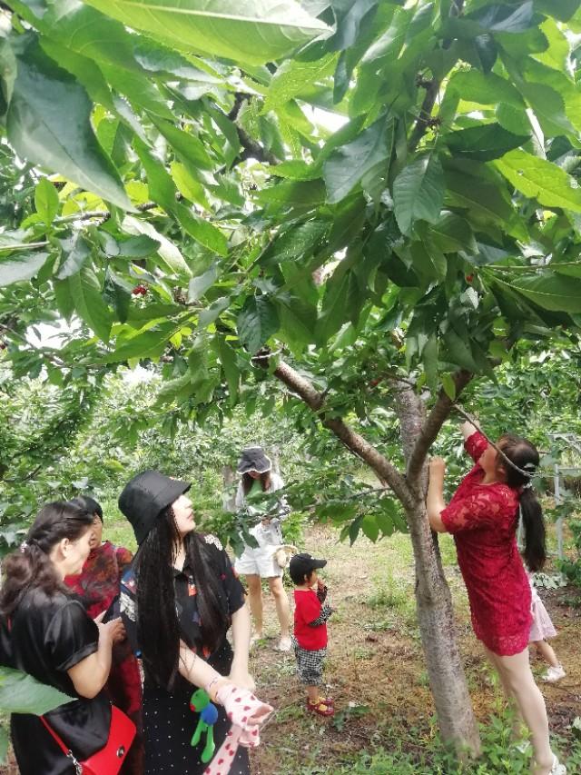 春游花海果乡