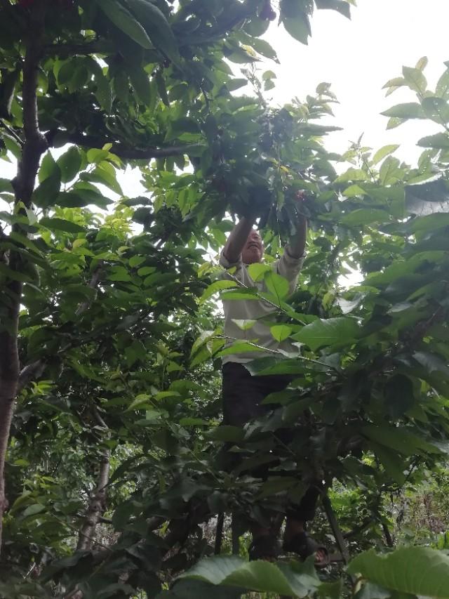 春游花海果乡