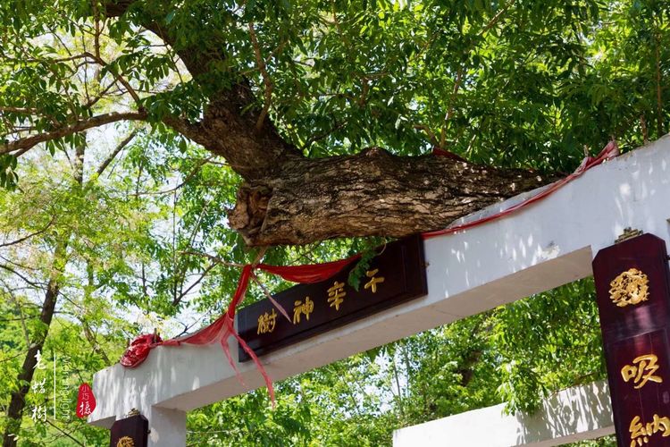[贾化真摄影]山中无甲子，青峰得一阙～盖州市小石棚青峰阙山庄散记（图29）