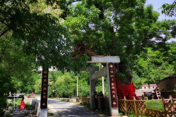 [贾化真摄影]山中无甲子，青峰得一阙～盖州市小石棚青峰阙山庄散记（图44）