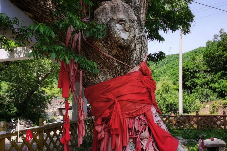[贾化真摄影]山中无甲子，青峰得一阙～盖州市小石棚青峰阙山庄散记（图45）